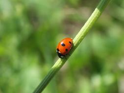 Ladybug on a blade of grass close-up on a blurred background