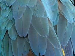 perfect Feather Plumage Blue