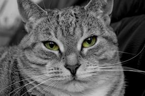 impressively beautiful Cat Domestic face