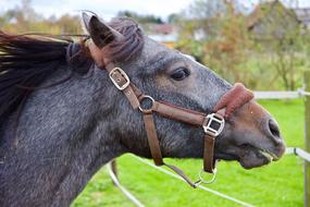 grey Horse with brown bridle