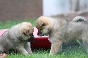 Puppies Playing