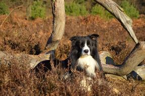 Border Collie Purebred Dog