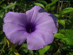 Ipomoea Cairica Flower