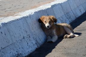 Puppy Dog Roadside