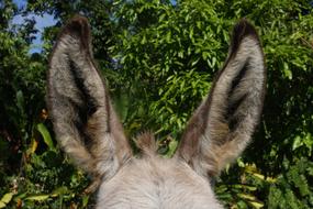 Donkey Ears Animal