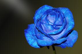 blue Flower Blossom in garden