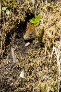 wild Mouse in Forest