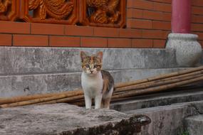 Cat stone wall