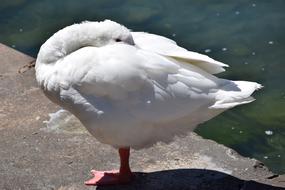 Beautiful white swan hiding head under wings near the water of lake in Geneva