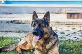 German shepherd is resting in the backyard