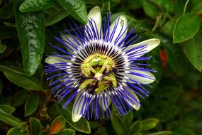 Passion Flower in Park