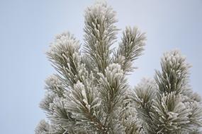 Pine Winter Snow