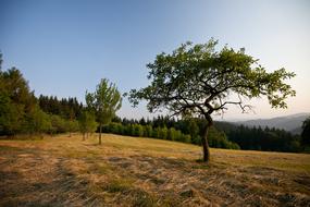 Tree Grass Landscape