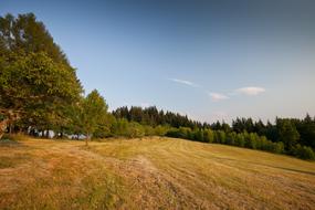 Tree Grass Landscape