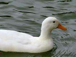 american pekin duck is swimming in a pond