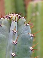 Cereus Cactus Plant