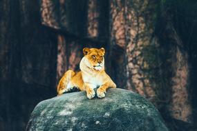 goodly Lion Female Rock