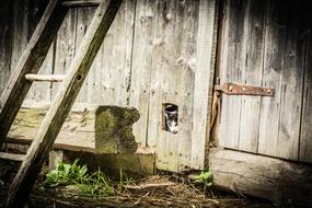 perfect Cat Hidden Wooden