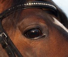 goodly Horse Eye Close Up