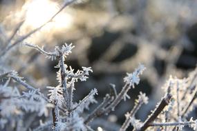 Frost Christmas Winter forest