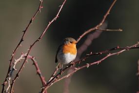 little colored bird on a tree