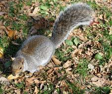 Beautiful, colorful and cute squirrel on the grass with colorful leaves in Boston