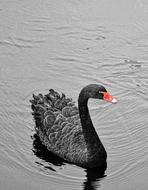 fabulous Swan Black White