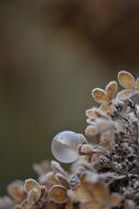 bubble on plants