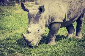 impressively beautiful Rhino Eat Grass