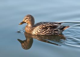 reflection in a pond of a swimming duck