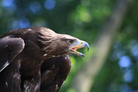 fabulous Adler Raptor Air