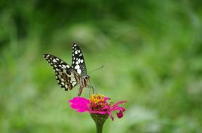 Butterfly Flowers