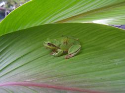 Rana Toad on Leaf