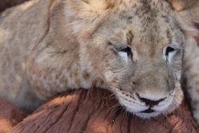 Lion Cub sleeps