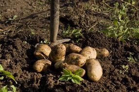 potatoes in the garden