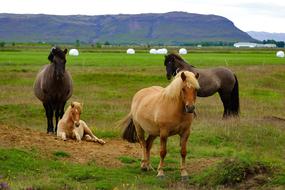 Iceland Pony