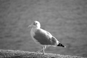 goodly Gull Bird Wild