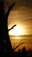 Tree at Autumn Sunset