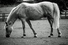 Horse Black And White