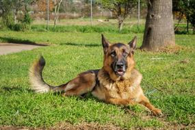German shepherd resting on the lawn in the garden