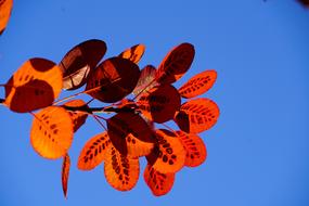 red Fall Leaves at the sunlight