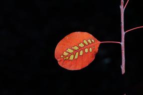 Leaf Wig Brush red drawing