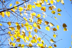 yellow leaves on a tree in the park