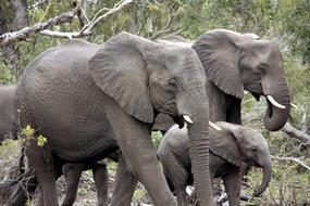 elephant family on safari
