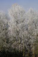 winter beautiful trees