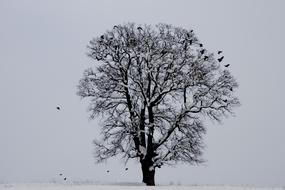 Winter Bird and Tree