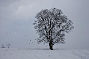 high tree at winter