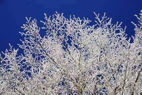 cold frosty trees against the sky