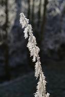 Stinging Nettle Hoarfrost Ripe