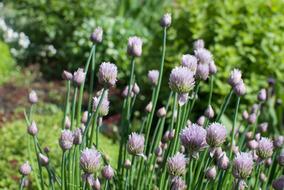 Lilac Blooming Flowers